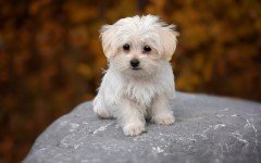 Maltese dog