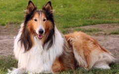 collie dog breed