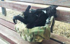 Salem, il gatto randagio adottato da un soldato