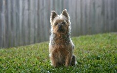 Australian Silky Terrier