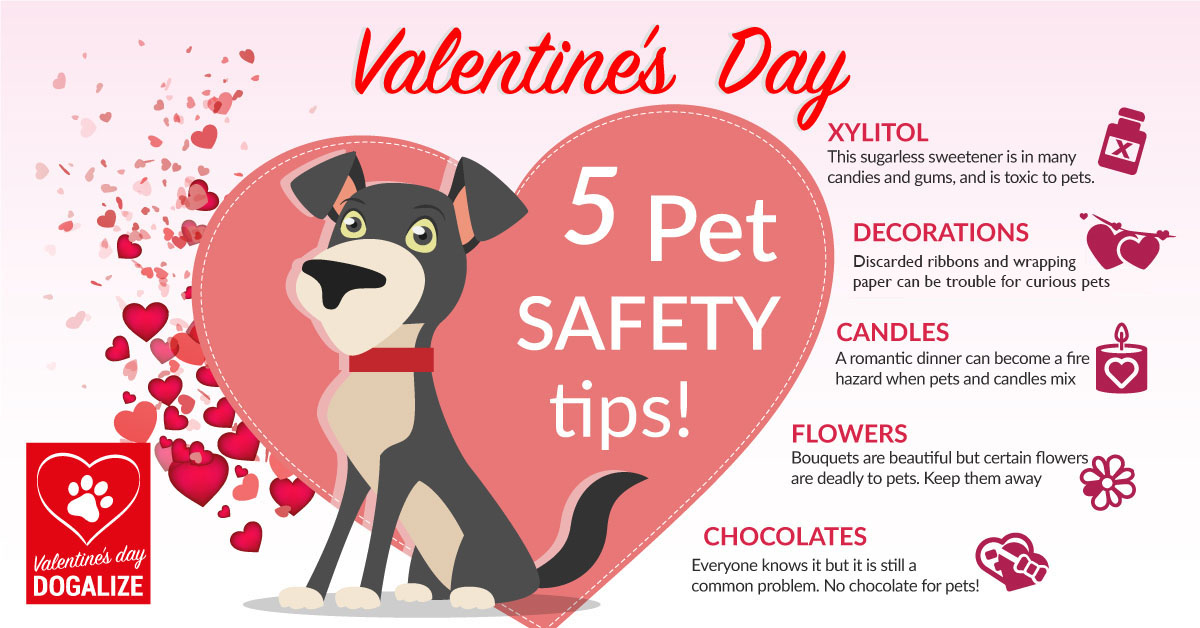 Pet love day: today is Valentine's day, so let's party! Celebrate with your beloved ones, both human and pet! Share your story here in Dogalize!
