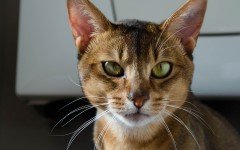 Cat breeds: The Abyssinian Cat Characteristics and Personality