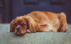 Dog disease: Leishmaniasis in dogs Symptoms and Treatment