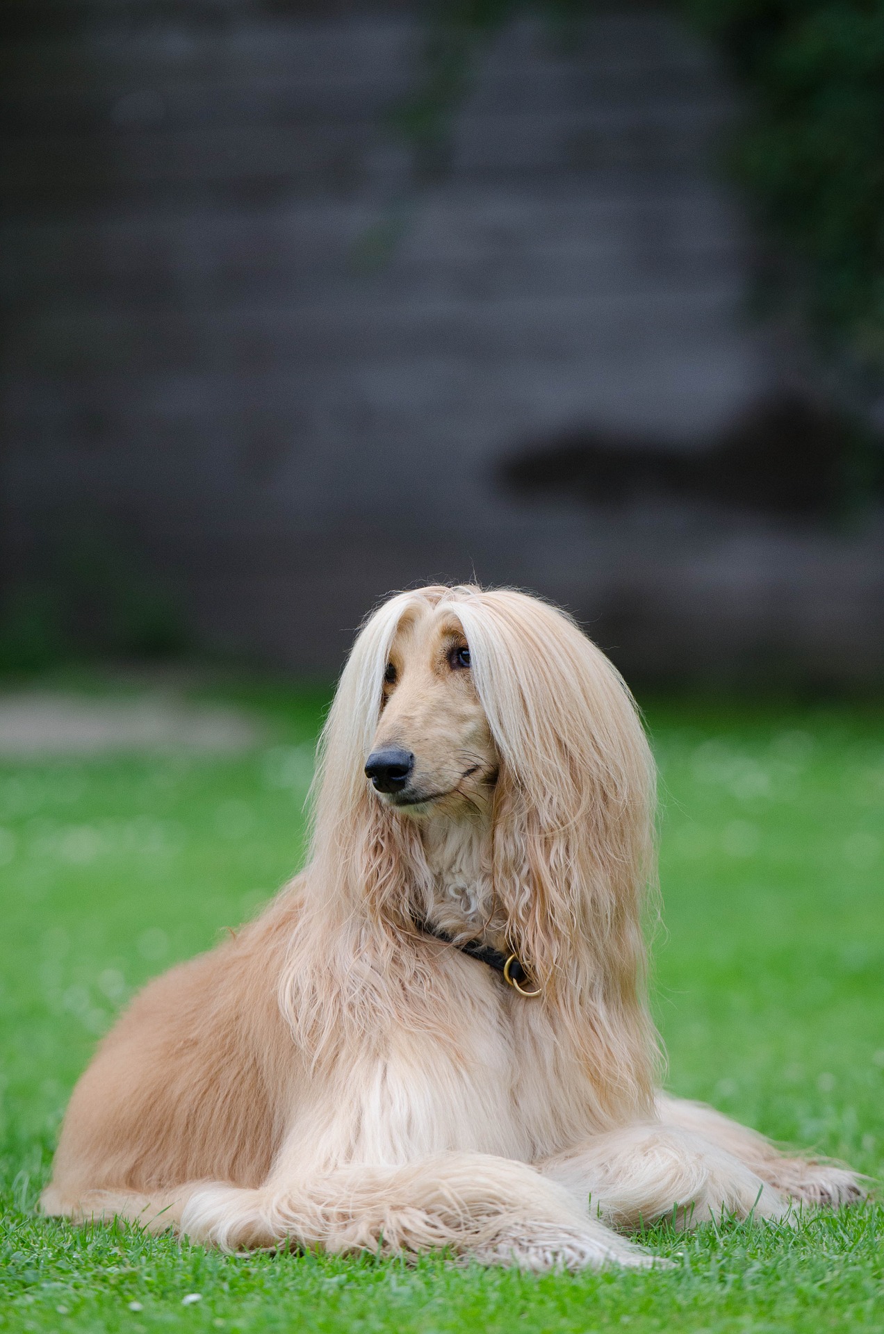 Dog breeds: Afghan Hound Dog temperament and personality