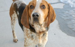 Dog breeds: American English Coonhound Dog