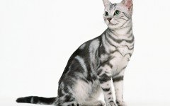 gato american shorthair