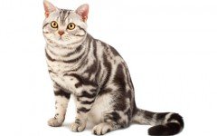 Cat breeds: The American Shorthair Cat Characteristics