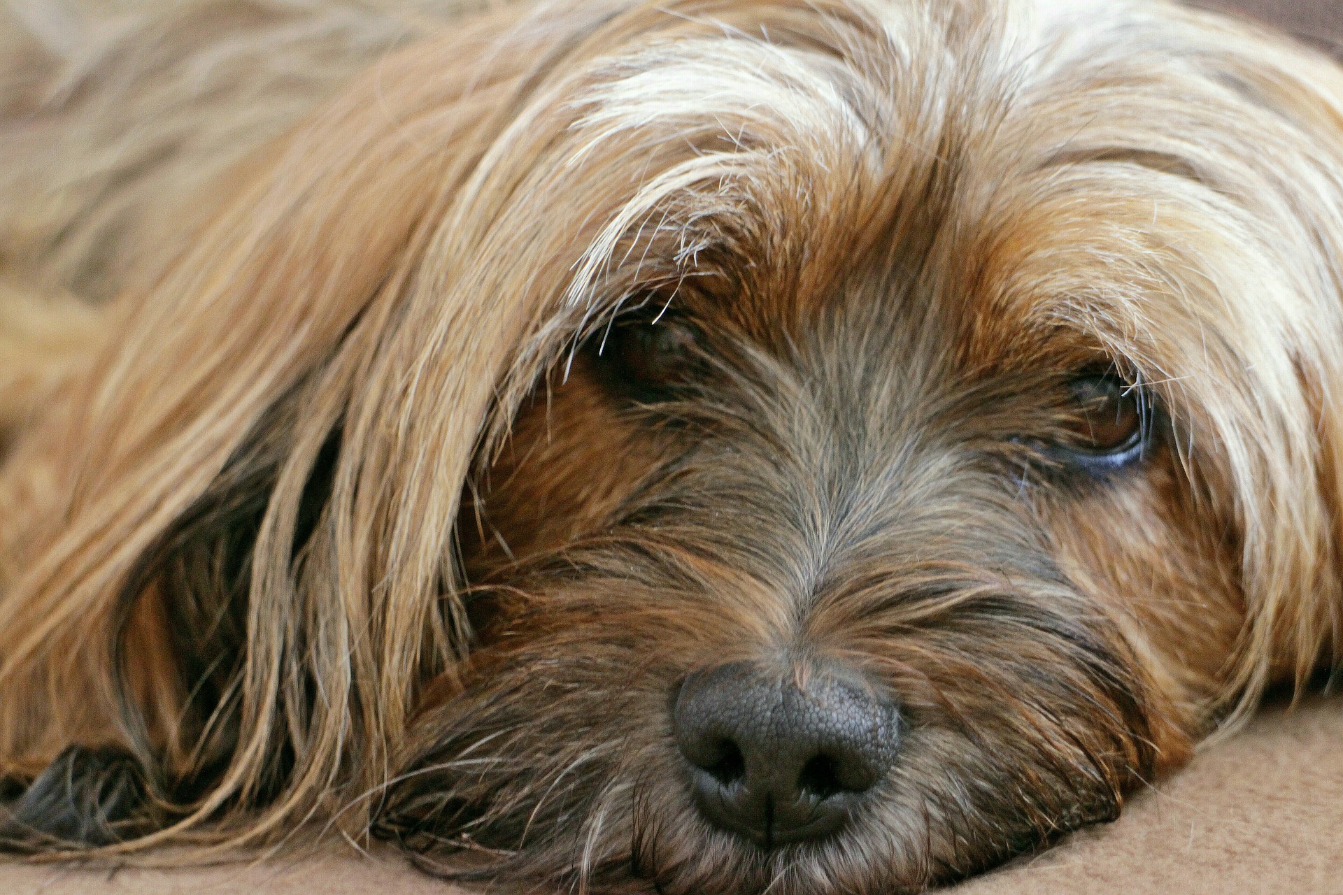 Dog disease: Cancer in dogs Symptoms and Treatment