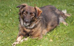 Dod disease: Epilepsy in Dogs, Symptoms, and Treatment