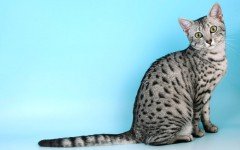 Cat breeds: Arabian Mau Cat Characteristics and Personality