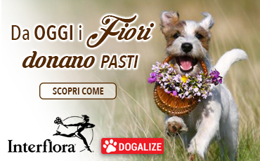 dogalize interflora