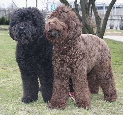 Dog breeds: The Barbet dog temperament and personality