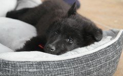 Dog beds: Choosing the Best Dog bed for your Pet