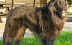 Dog breeds: Belgian Tervuren dog, Origins and Personality