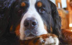 Dog disease: Periodontal Disease in Dogs