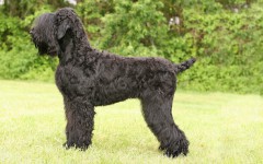 Dog breeds: Black Russian Terrier dog Personality
