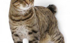 Cat breeds: American Bobtail Cat Origin and Personality