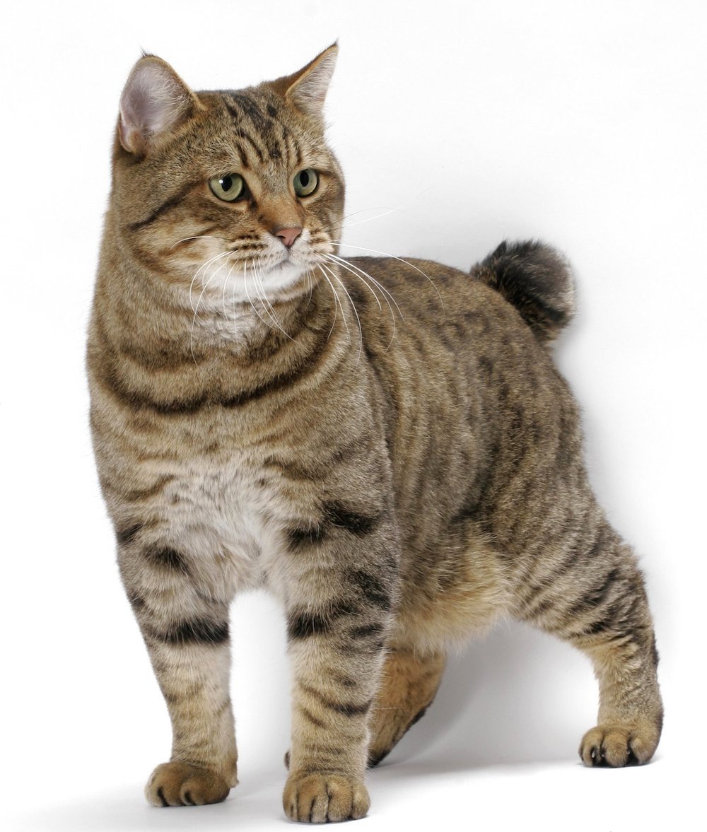 Cat breeds: American Bobtail Cat Origin and Personality