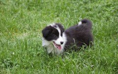 Why do dogs eat grass? Some theories about it
