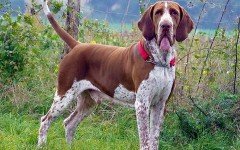 Dog breeds: Bracco Italiano dog temperament and personality
