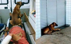 Cane accompagna il padrone in ospedale e lo aspetta fuori