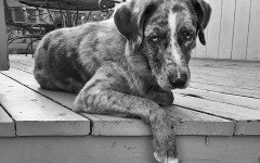 Dog abuse: addicts hurt dogs to have pain drugs for free. This is awful, and this must be stopped by joining Police, Vets and our forces!