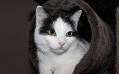 Gotta love cats! They know how to be loved