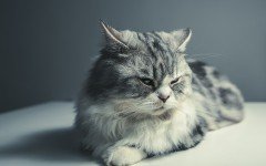 Enfermedades de los gatos enfermedades del gato