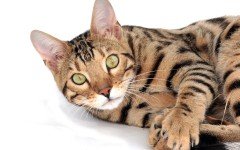 Cat breeds: The Bengal cat, Characteristics and Personality
