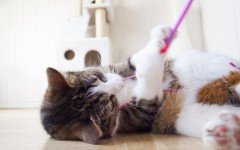 Giochi per gatti fai da te, idee e soluzioni