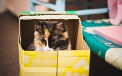 Have fun with these awesome Cat Games