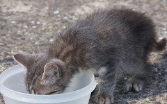 Quanto deve mangiare un gatto: le dosi da seguire