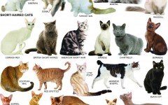 Cat breeds: information, characteristics and behavior