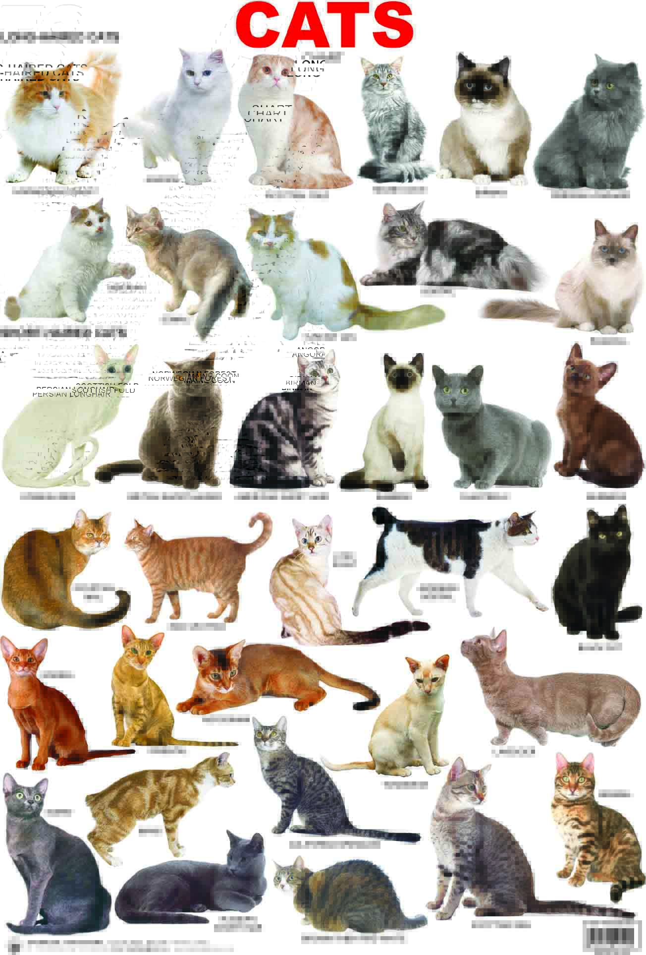 Cat breeds: information, characteristics and behavior