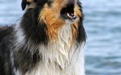 Verso del cane: i diversi modi di abbaiare per esprimersi