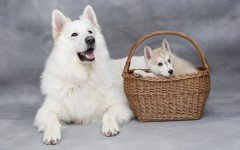 Why find dogs for sale if you can adopt?