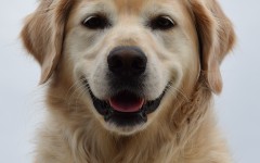 Alimentazione del cane Golden Retriever