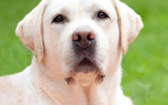 Dog disease: Canine Distemper in Dogs