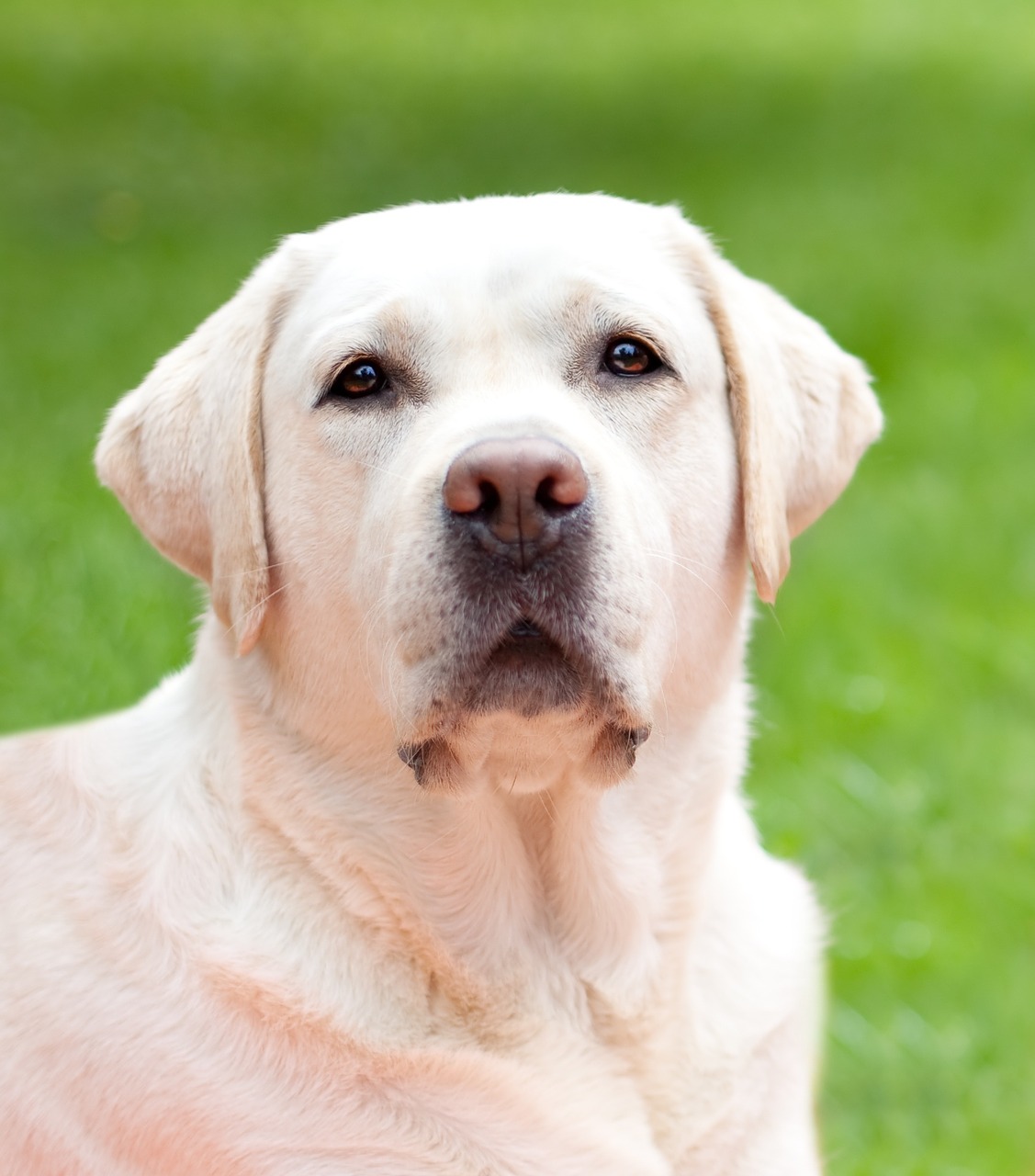 Dog disease: Canine Distemper in Dogs