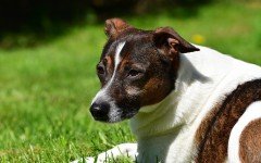 Dog disease: Filariasis in Dogs - Symptoms, and Treatment