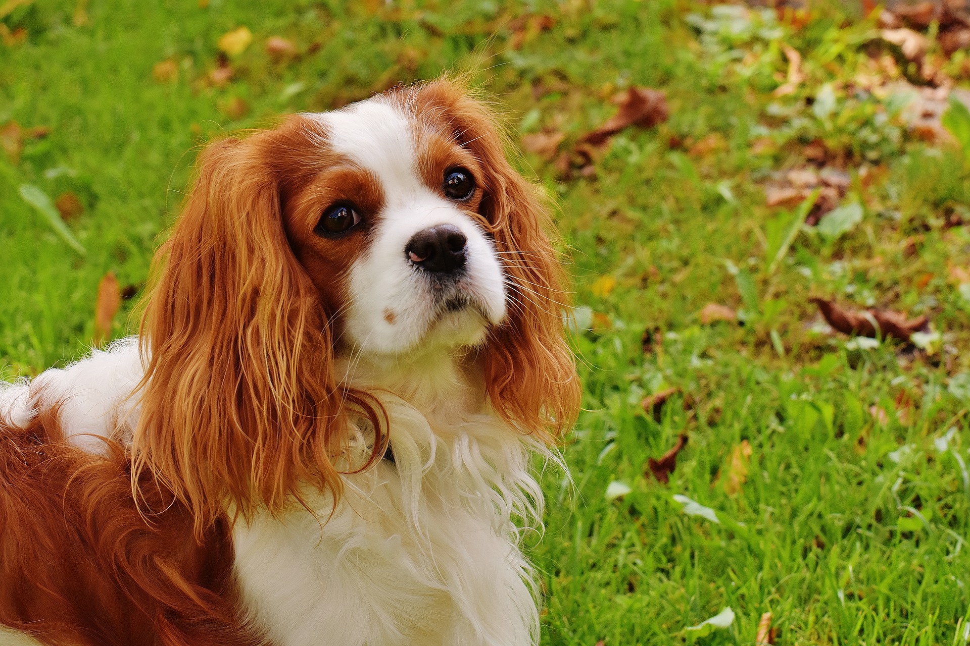 Dog disease: Meningitis in Dogs Symptoms and Treatment