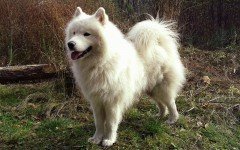 Dog breed: American Eskimo Dog temperament and personality