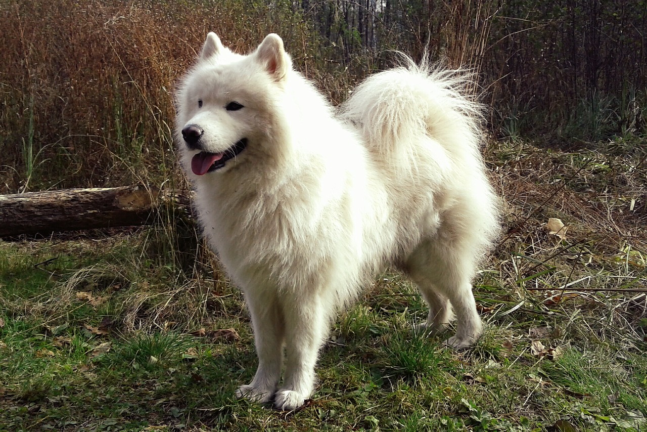 Dog breed: American Eskimo Dog temperament and personality