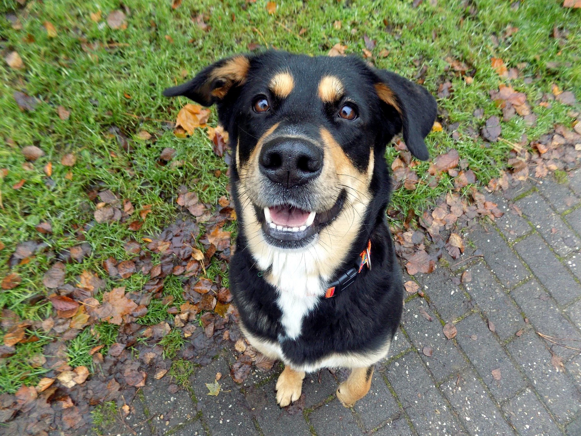 Popular and exotic female dog names: how to choose