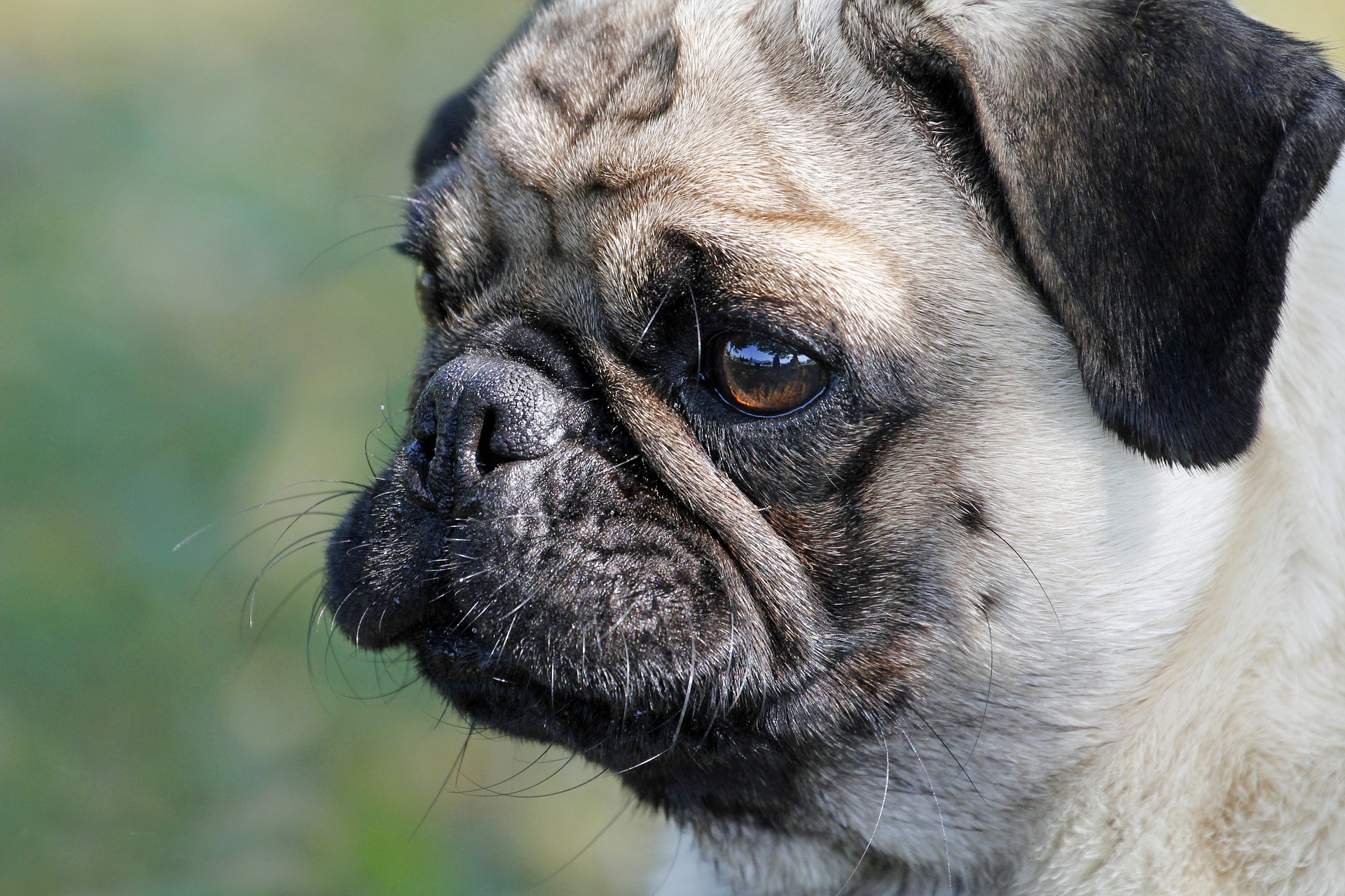 Dog disease: Colds in Dogs Symptoms and Treatment