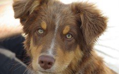 Dog breeds: Australian Shepherd Dog, personality