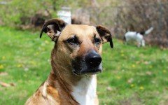 Dog disease: Rabies in dogs Symptoms and Treatment