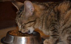 Choosing the best cat food: what you need to know