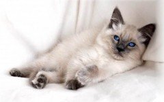 Cat breeds: The Balinese cat Characteristics and Personality
