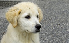 Alimentazione del cane maremmano: la sua dieta